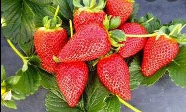 Mahabaleshwar Strawberries